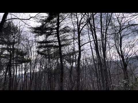 A tall pine tree - in the woods - by Dan Gritsko