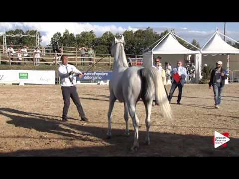 N.54 AL AYAL MONISCIONE - Bergamo 2015 - Colts 3 years old (Class 6)