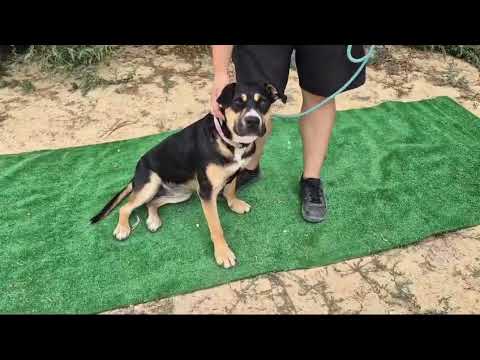 Vídeo de DORA