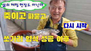 쏘가리 양식 죽이고 파묻고 다시 시작 113일 날