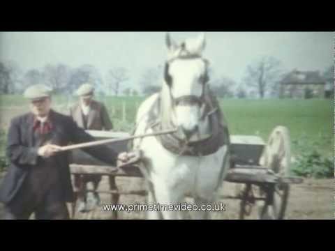 Sugar production and beet harvesting video