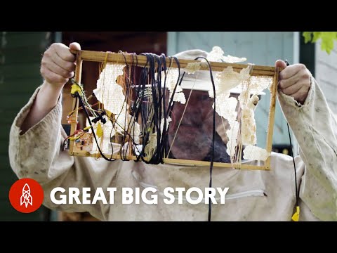 養蜂人與蜜蜂一起製作電子音樂 (The Beekeeper Making Electronic Music With Bees)