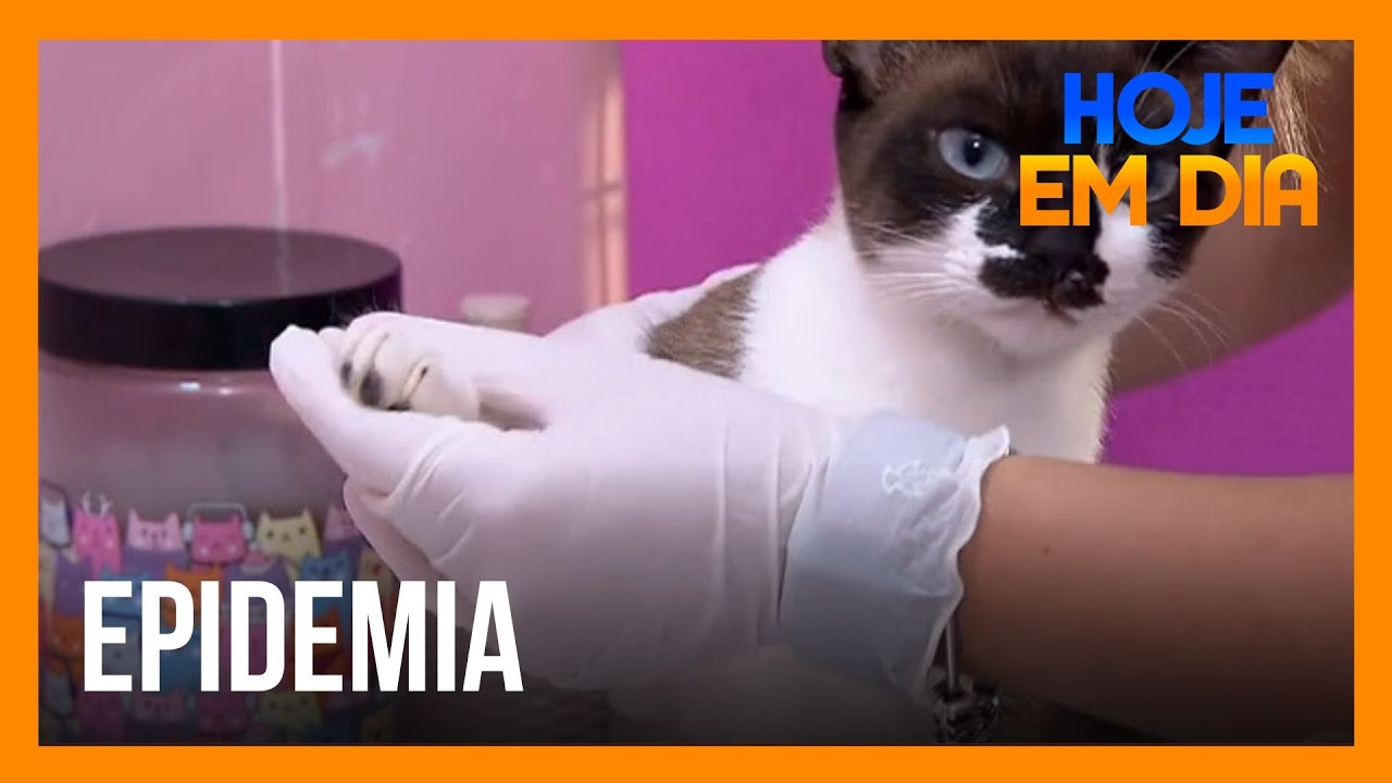 Conheça a esporotricose, doença comum em gatos e que pode atingir humanos