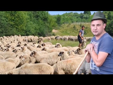 La oile lui Bogdan Sasu din Moigrad . De la miei ținuți cu biberonu la o turmă de 600 de oi