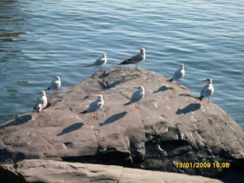 Sasha Lazard - Angeli