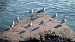 Sasha Lazard - Angeli