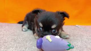 チワワ(ロング)の動画01