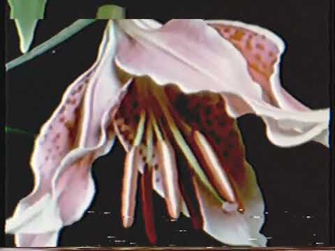 "instant karma flowers" [kanye west + the strokes]