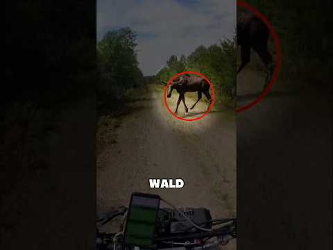 Elch greift Motorradfahrer an!