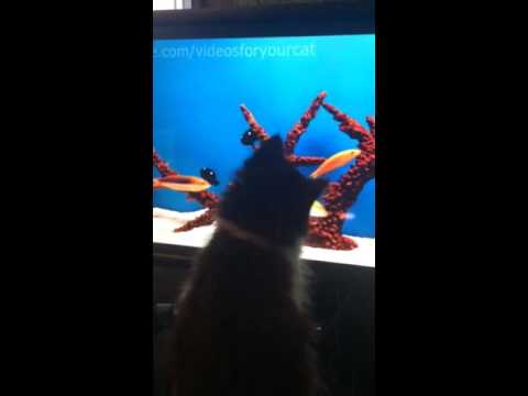 Kitten watching fish