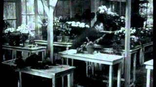 PROMO — Days of Wine and Roses