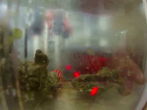 4日目（ペパーミントエンゼルフィッシュ）