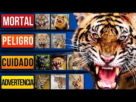 Gatos salvajes mortales (Ranking definitivo)