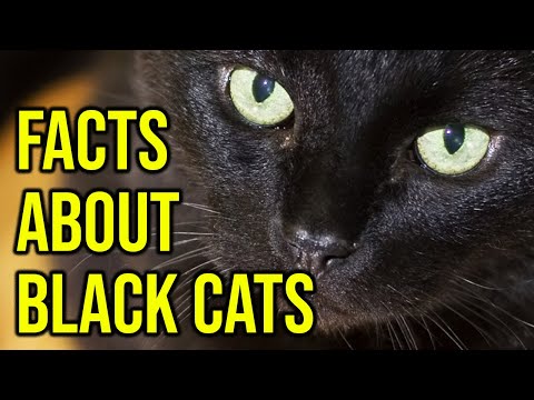10 Mysterious Facts About Black Cats/ All Cats