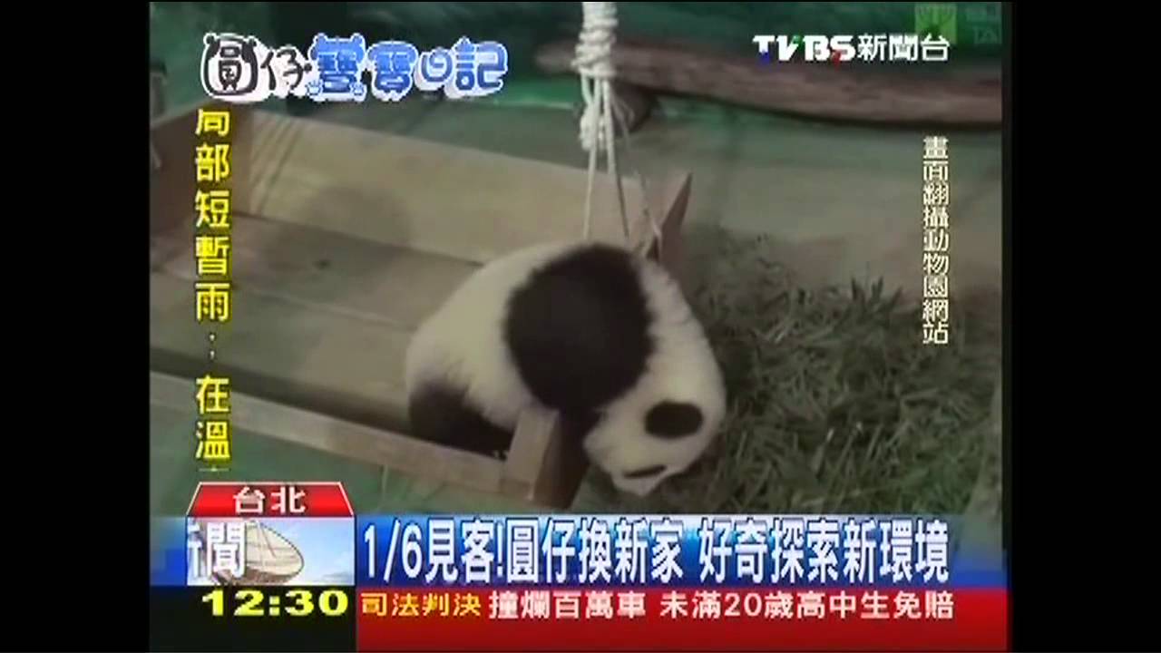 1/6見客！圓仔換新家　好奇探索新環境