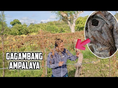 GAGAMBANG AMPALAYA GAANO KATIGAS  |  PAPALAG KAYA ? | GAGAMBA HUNTING