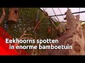 Duur dagje uit!? Gratis eekhoorns spotten in bamboetuin Etten-Leur!