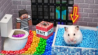 Hamster prison maze escape | Rainbow Pool