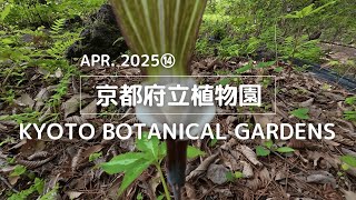 【2025年4月⑭】京都府立植物園を歩く【植物生態園 ユキモチソウ他編】| I walk around the Kyoto Botanical Gardens
