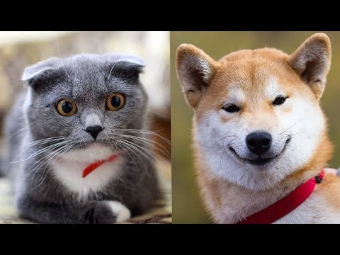 Kitten or Puppy