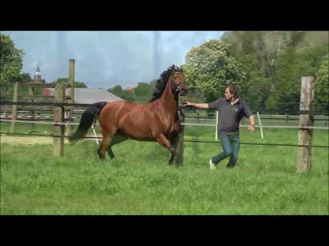 *2012 Stute von Vitalis - Rosenkavalier trag. von Dantes Jr.