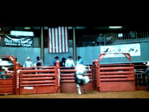 Up North Cattle- Jethro