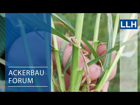 Ackerbauforum - Wachstumsregler in der Wintergerste (Teil 1)