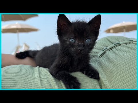 Abbiamo adottato un Gattino abbandonato 🥰