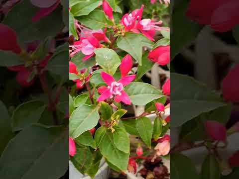 美しいフクシアを手に入れるにはどうすればよいですか？ 4つの秘密が明らかに  庭園