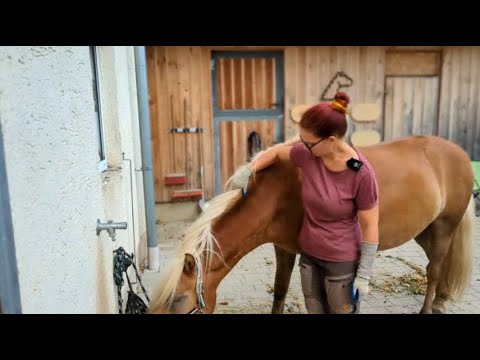 Fettkamm ("Cresty Neck") beim Pferd erkennen