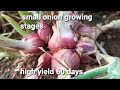 How To Grow Small Onion In Large Scale