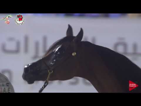 N 218 AL ARYAM SUHAYLA   Emirates AHBC