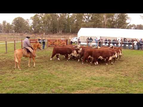 Toros Hereford La Cassina