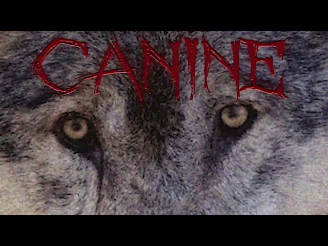 Video - Canine (PC)