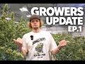 Growers Update Ep 1 New Strains Pheno Hunts What S Coming Next