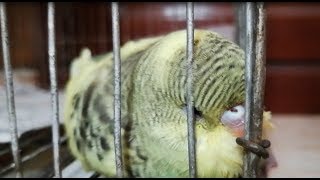 How to treat a sick bird? 6 tips that you may be concerned on caring for a sick budgie