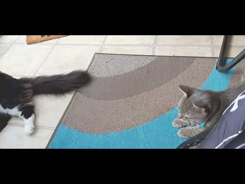 Entertaining 2 cats - 😻🐈‍⬛ Mr. Darcy, handsome tuxedo cat feat. Grigio 🐈