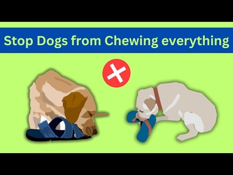How to stop your dogs from chewing everything around
