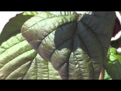 Tree Lot Spot Light - Corylus avellana 'Red Majestic'