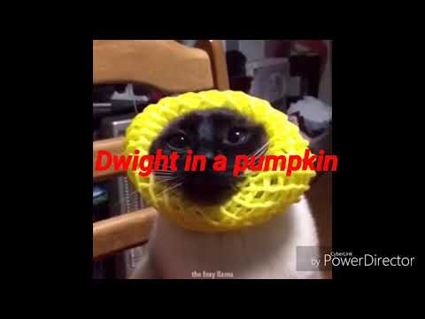 Dwight in that pumpkin head