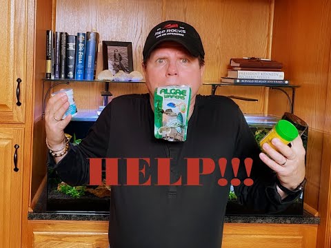 Feeding Your Fish A Proper Diet - Everything You Need to Know!