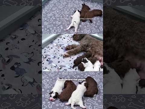 People in Finland are watching these puppies 24/7