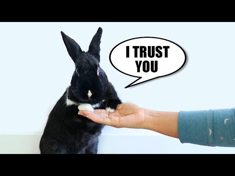 , title : '10 Signs Your Rabbit REALLY Trusts You'