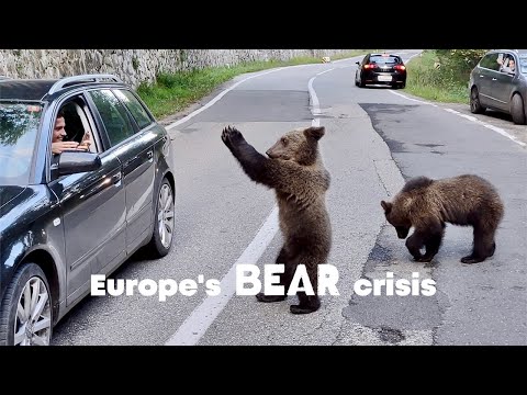 Romania's Beggar Bears on the Transfagarasan Highway