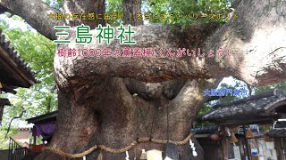 【三島神社】樹齢1000年を超える大楠、薫蓋樟(くんがいしょう)。存在感に圧倒、本当にすごいパワースポットでした。大阪府門真市。#神社 #パワースポット #癒し #絶景 #大阪