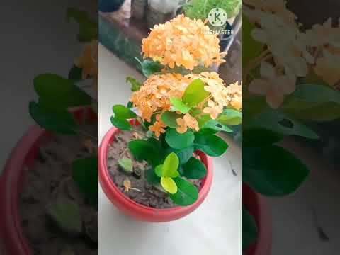 yellow ixora plant    #plantlover #nature #relaxing #plants #ixoraplant #beautiful