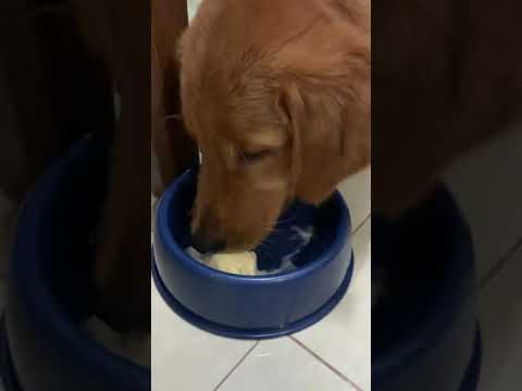 First ice cream at 4 months old | Azra the Golden Retriever