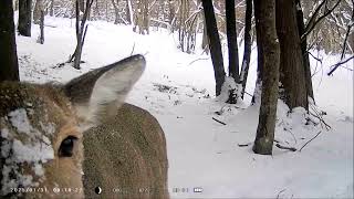 Deer Sounds