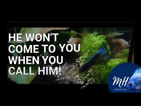 Just How Clever are Betta Fish? | One Reason For a Bigger Tank