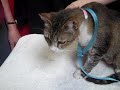 A5277305 Beverly Gray Orange Tuxedo Tabby Shorthair